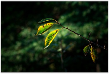 459D753D-B8BC-4804-B470-51CC95510416/L0/001