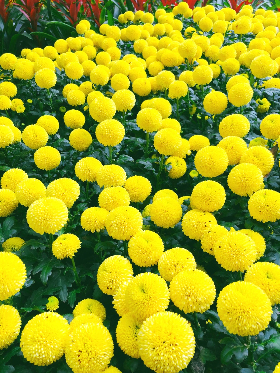 乒乓菊千瓣菊园博园花展