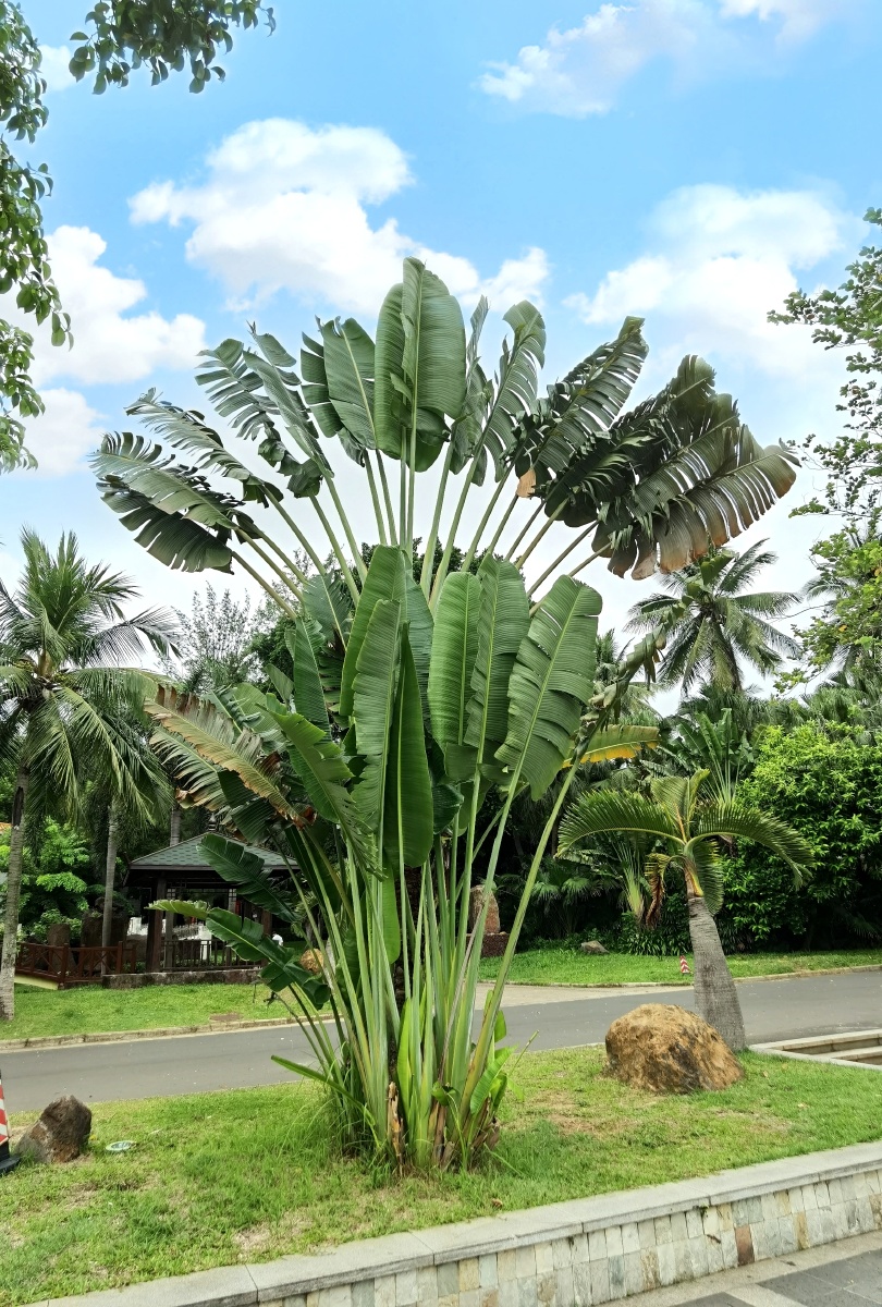 热带风情椰子树芭蕉叶