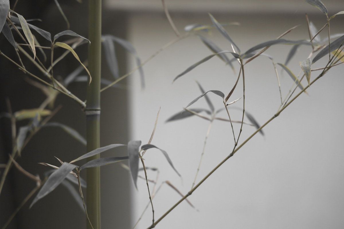 秋竹北宫森林公园