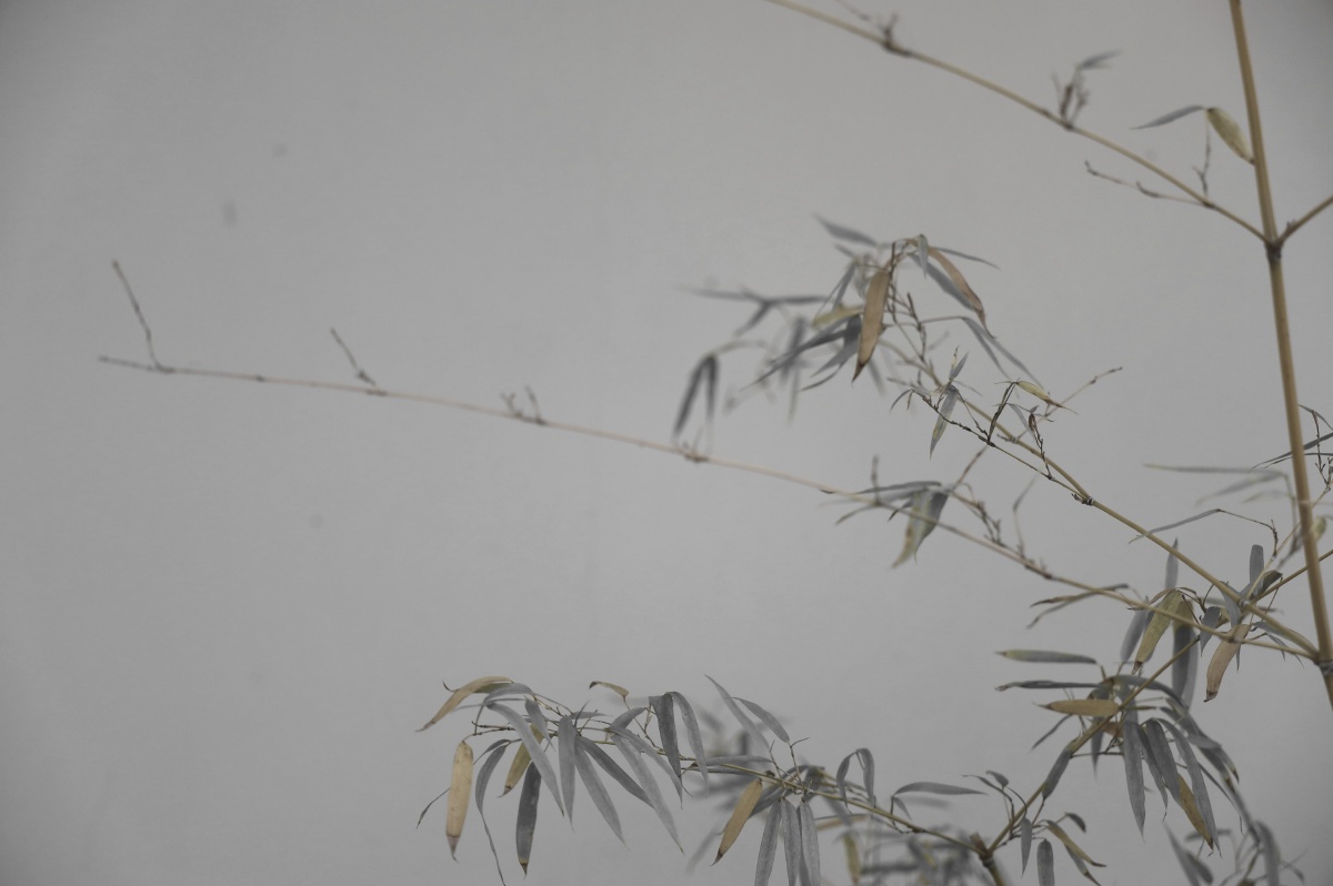 秋竹北宫森林公园