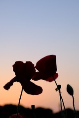 70F27253-6EF4-419D-9C25-D506C9F1753C/L0/001