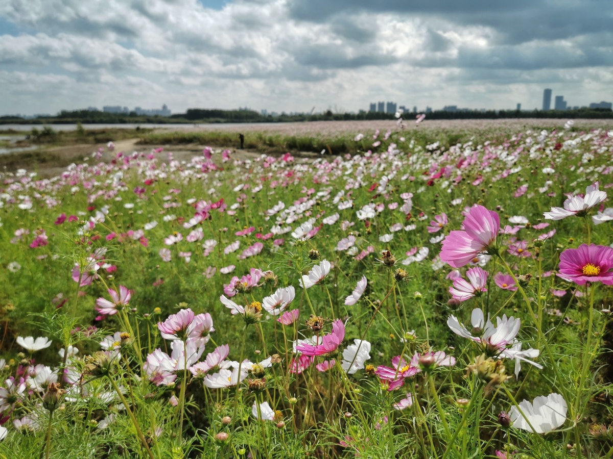 足迹哈尔滨格桑花海手机摄影