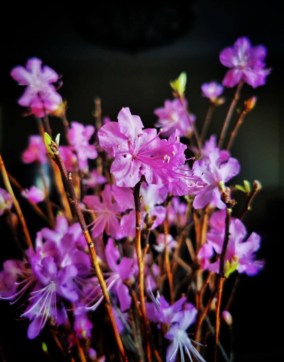 盛开的干枝杜鹃手机摄影