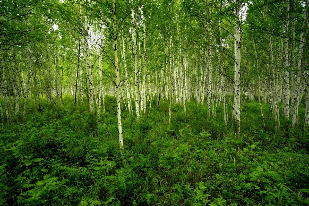 足迹黑龙江漠河盛夏的白桦林