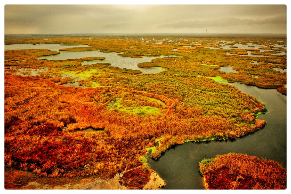 秋色的大庆龙凤湿地