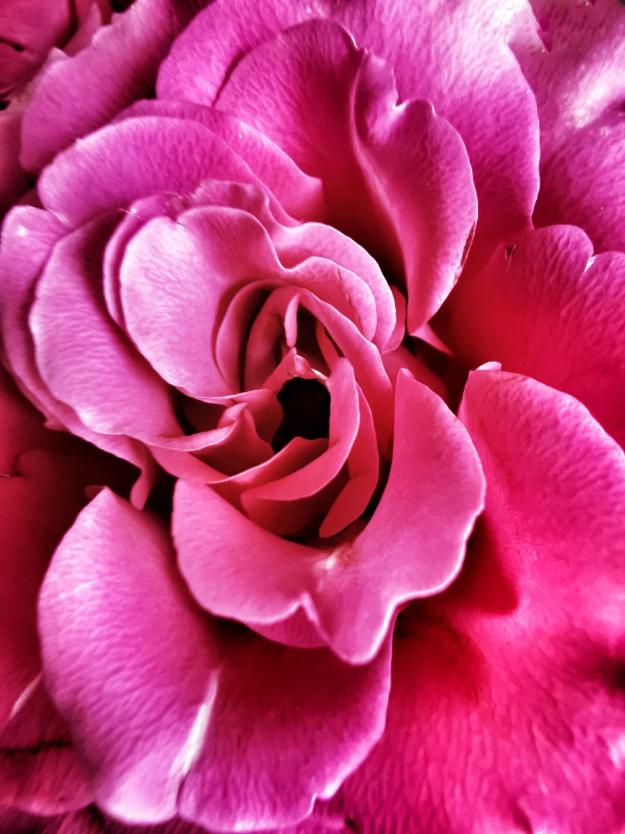 弗洛伊德玫瑰花手机摄影