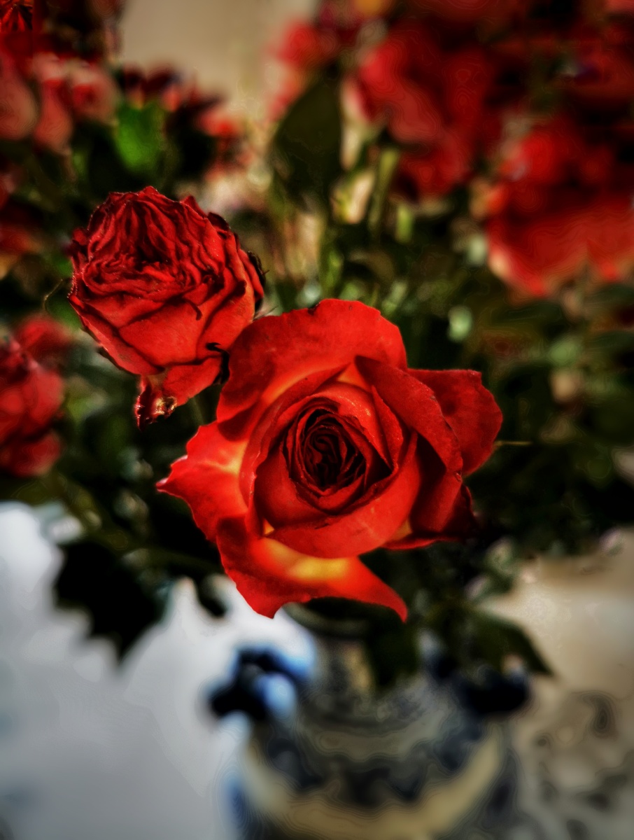 迷你玫瑰花手机摄影正月初十吉祥如意