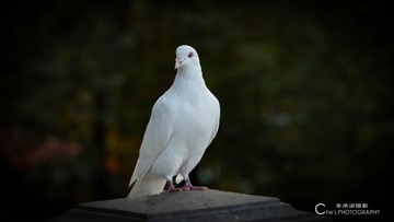 69062