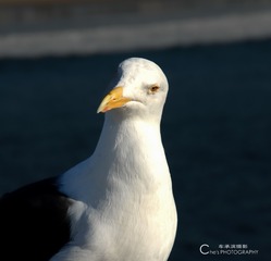 2302977