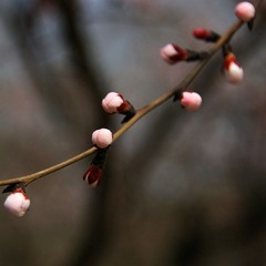 春来未发