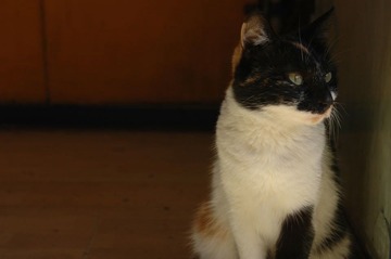 家猫一只。