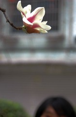 玉兰&X