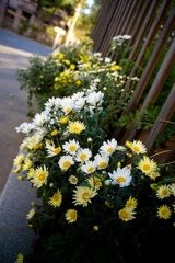 路边雏菊