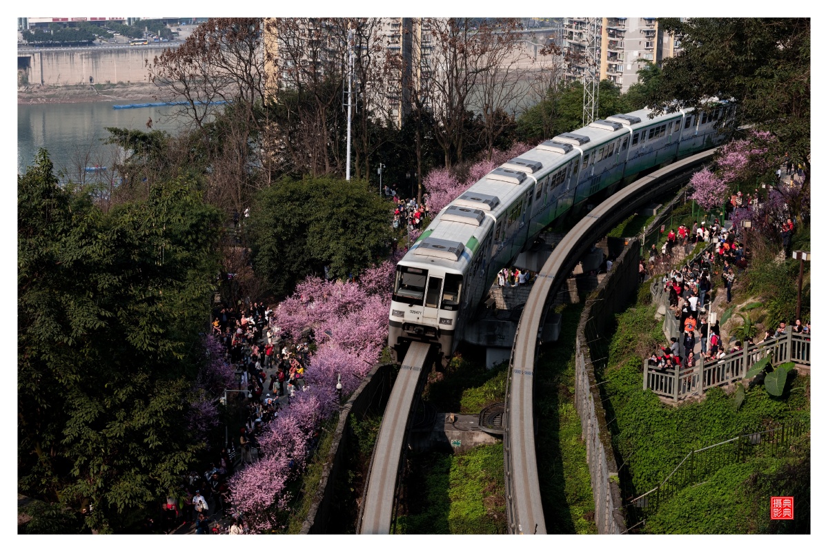 立春之后重庆春光明媚阳光灿烂轨道2号线佛图关段沿路鲜花盛开引来无