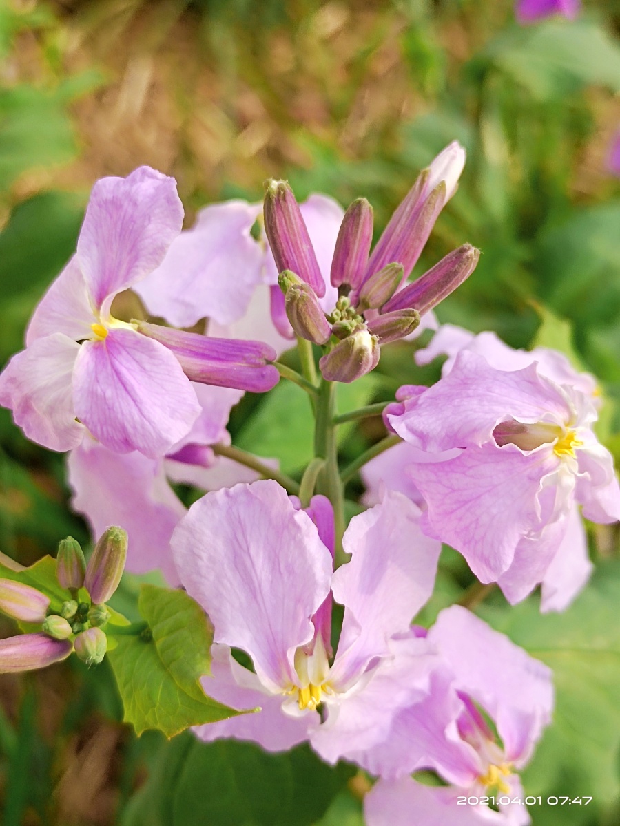 二月兰花遍地开不屈风雨迎时景虽称兰花不娇贵甘当自然春点缀二月兰赞