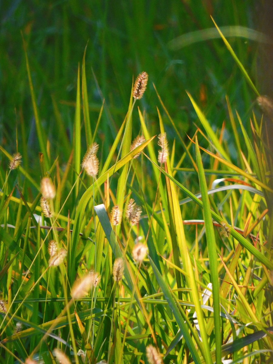会发光的狗尾巴草