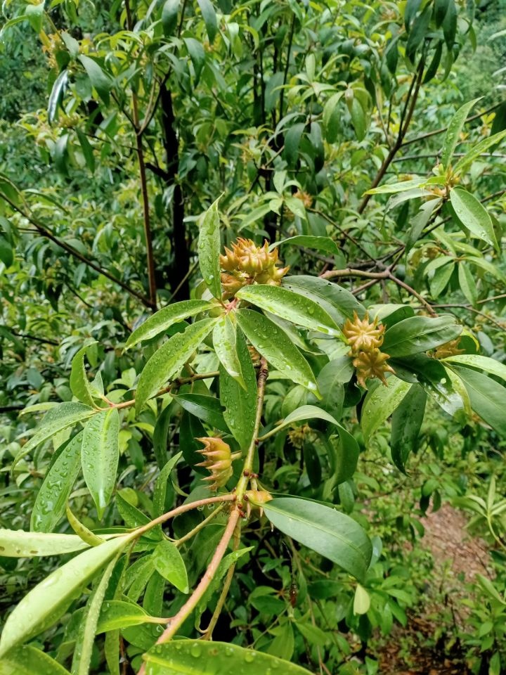 野生八角 - comeonoldlisu - 图虫