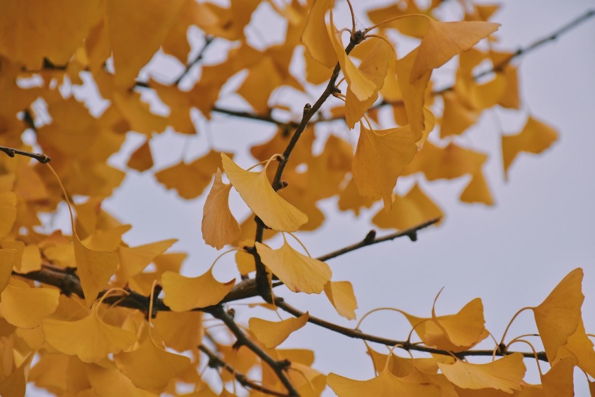 黄叶纷飞秋天的颜色