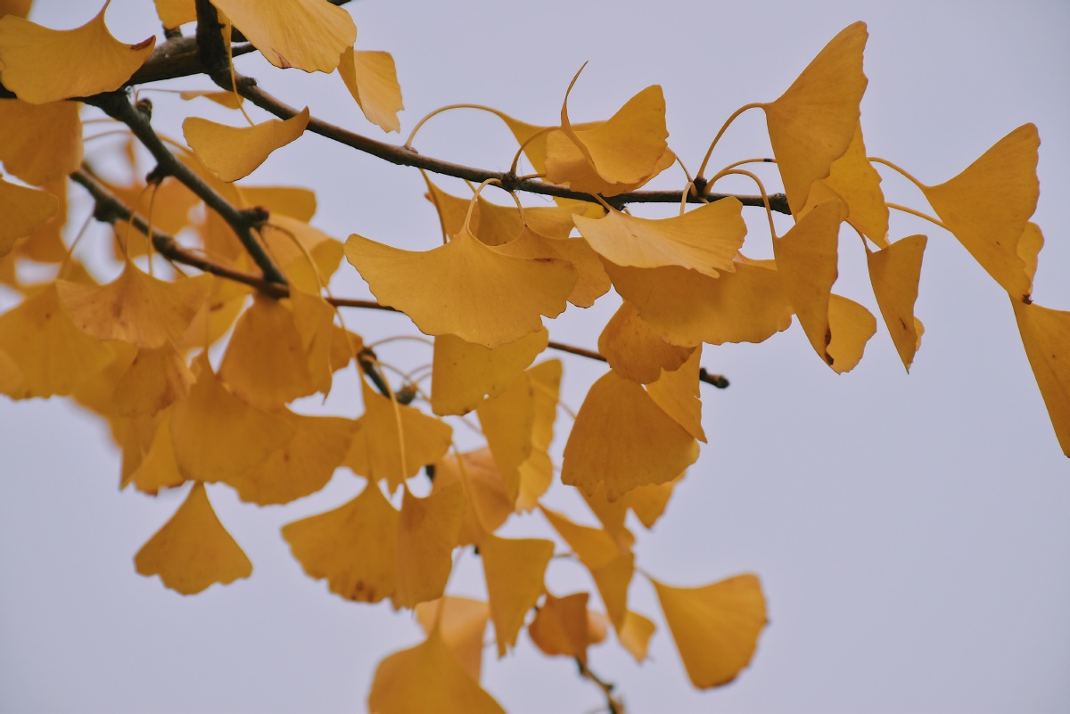 黄叶纷飞秋天的颜色