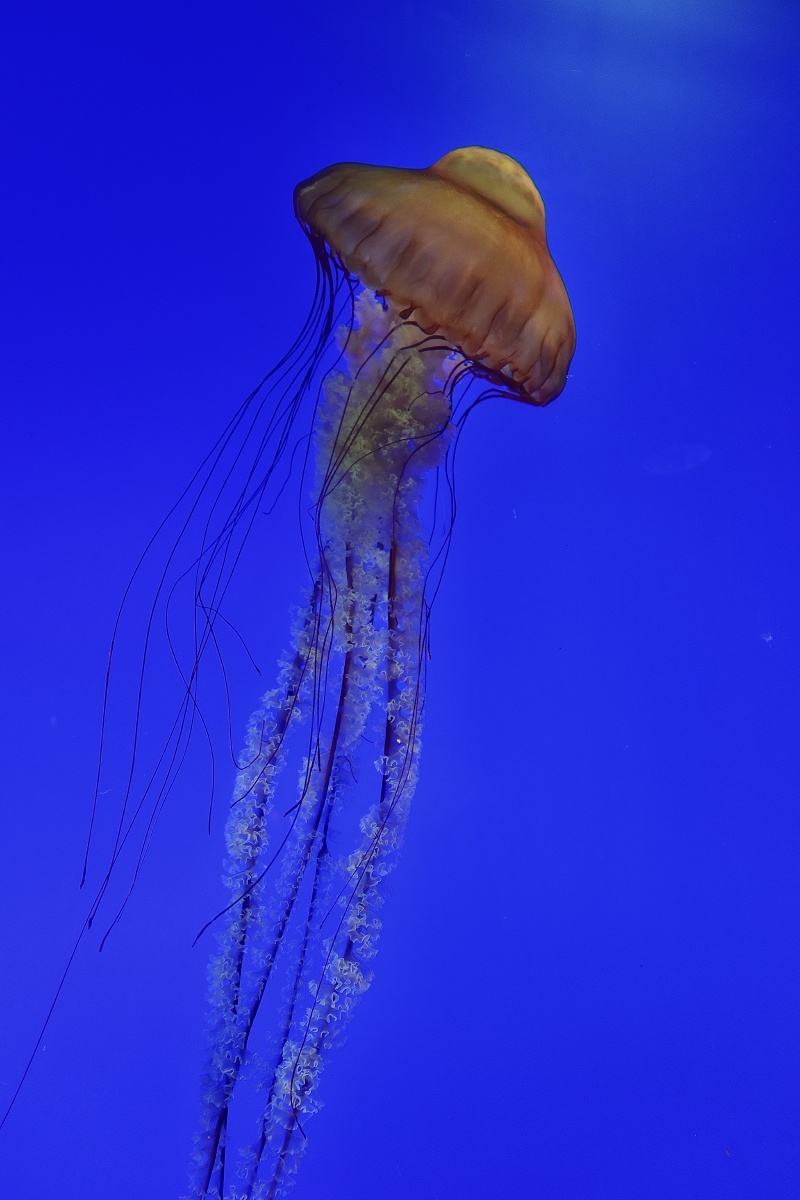 海底世界太多美丽且梦幻的生物水母