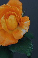 071B50E6-3AAE-4027-8F1F-4CED57EA340D/L0/001