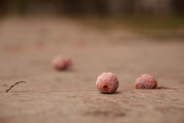 67372