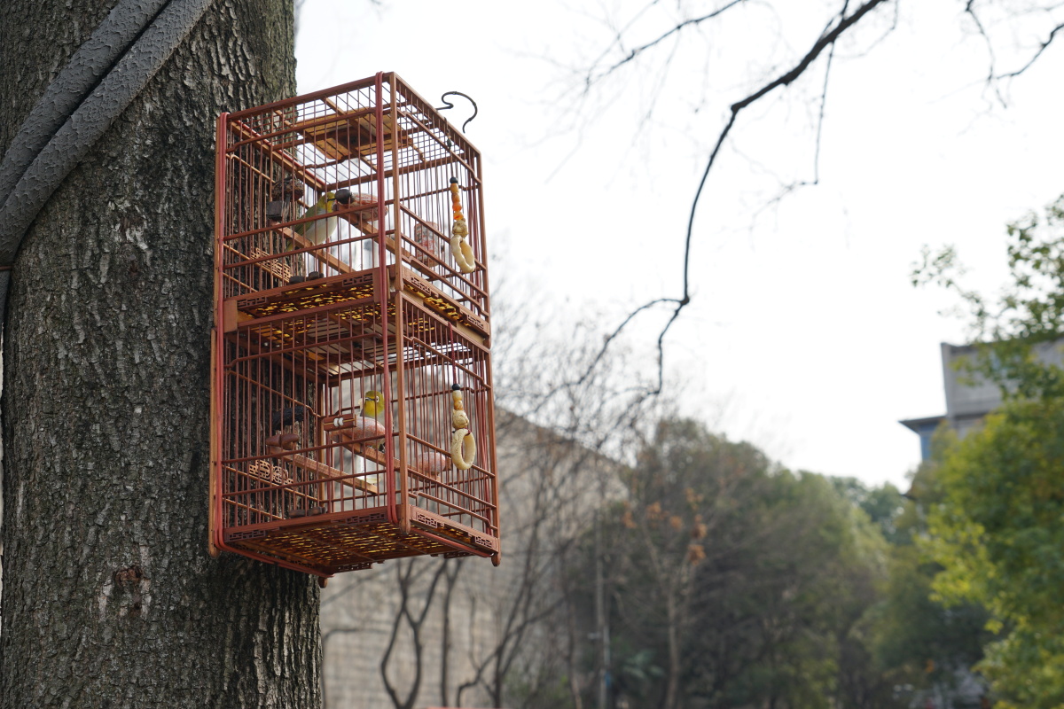 南京东水关遗址公园鸟市