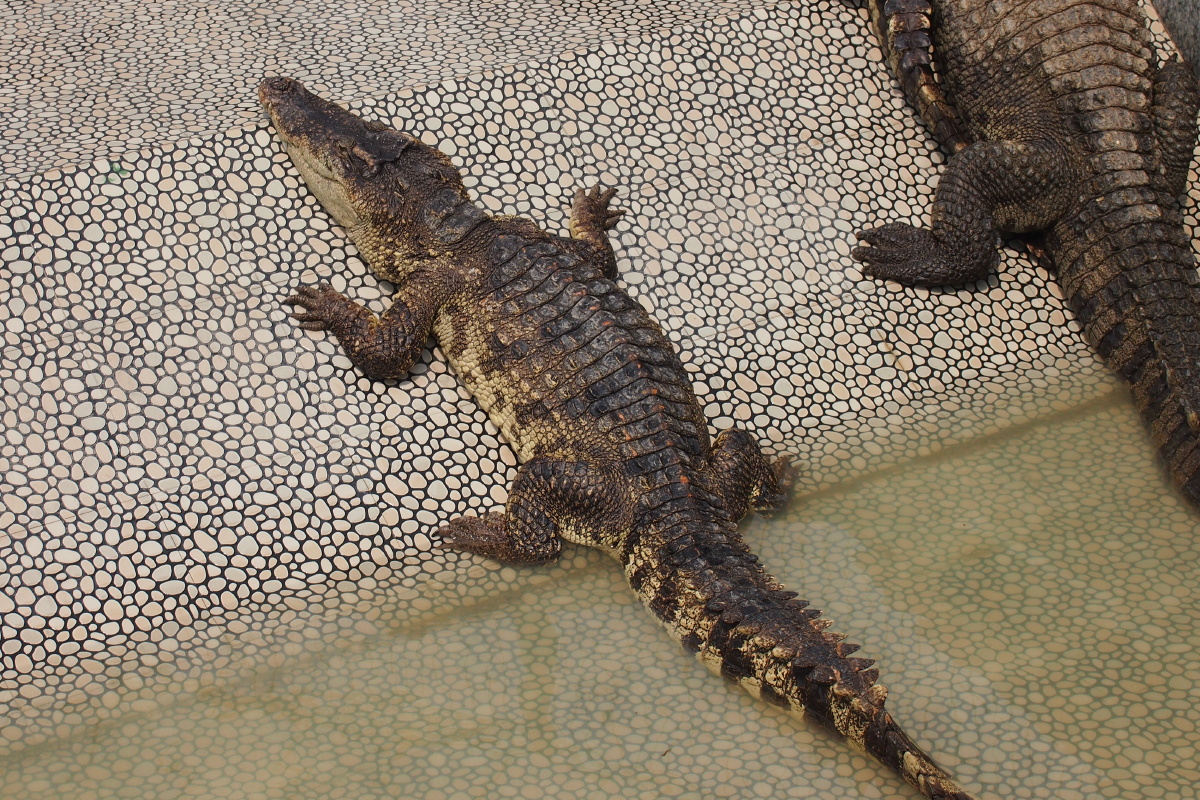浙江湖州长兴县扬子鳄园 - 大树先生走着瞧 - 图虫
