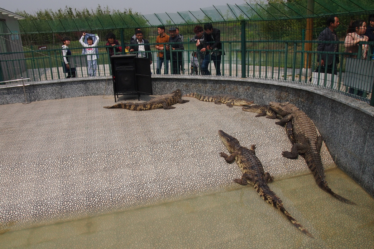 浙江湖州长兴县扬子鳄园 - 大树先生走着瞧 - 图虫