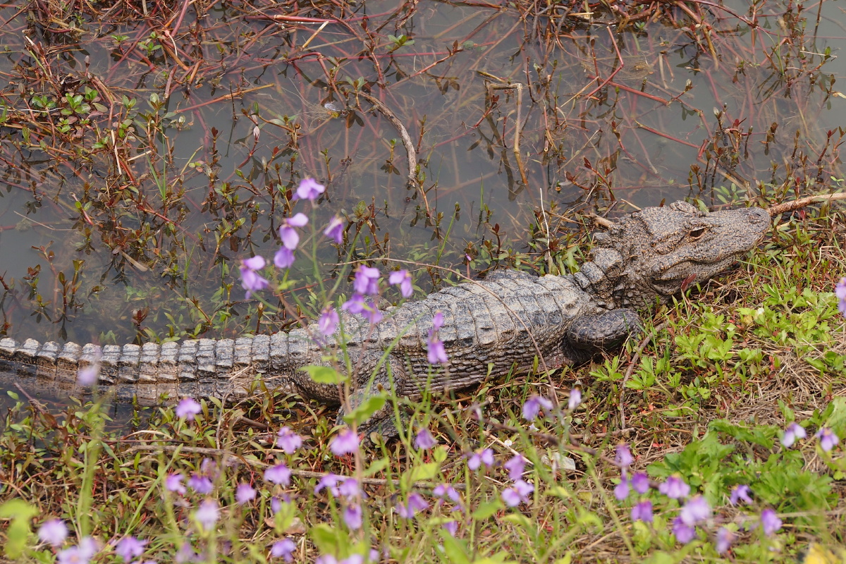 浙江湖州长兴县扬子鳄园 - 大树先生走着瞧 - 图虫