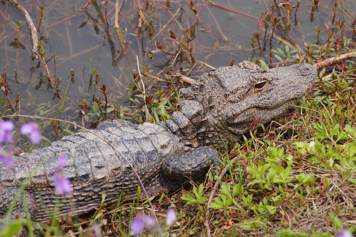 浙江湖州长兴县扬子鳄园 - 大树先生走着瞧 - 图虫