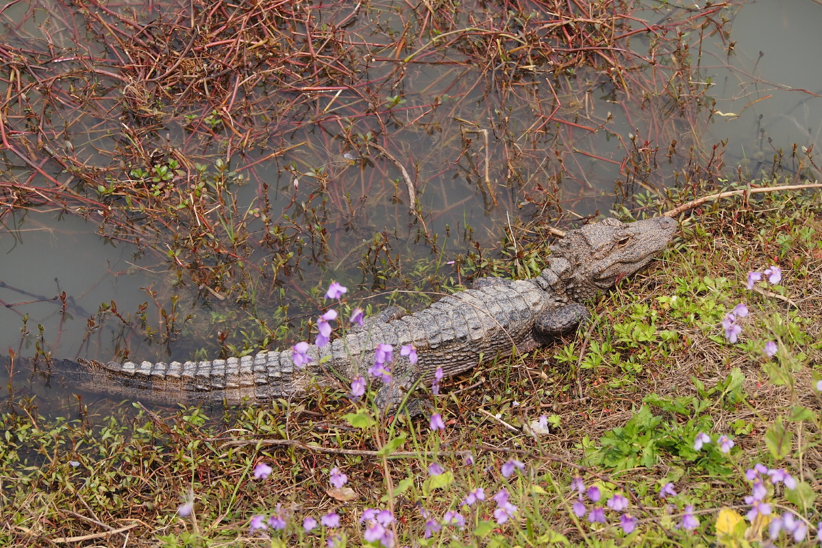 浙江湖州长兴县扬子鳄园 - 大树先生走着瞧 - 图虫