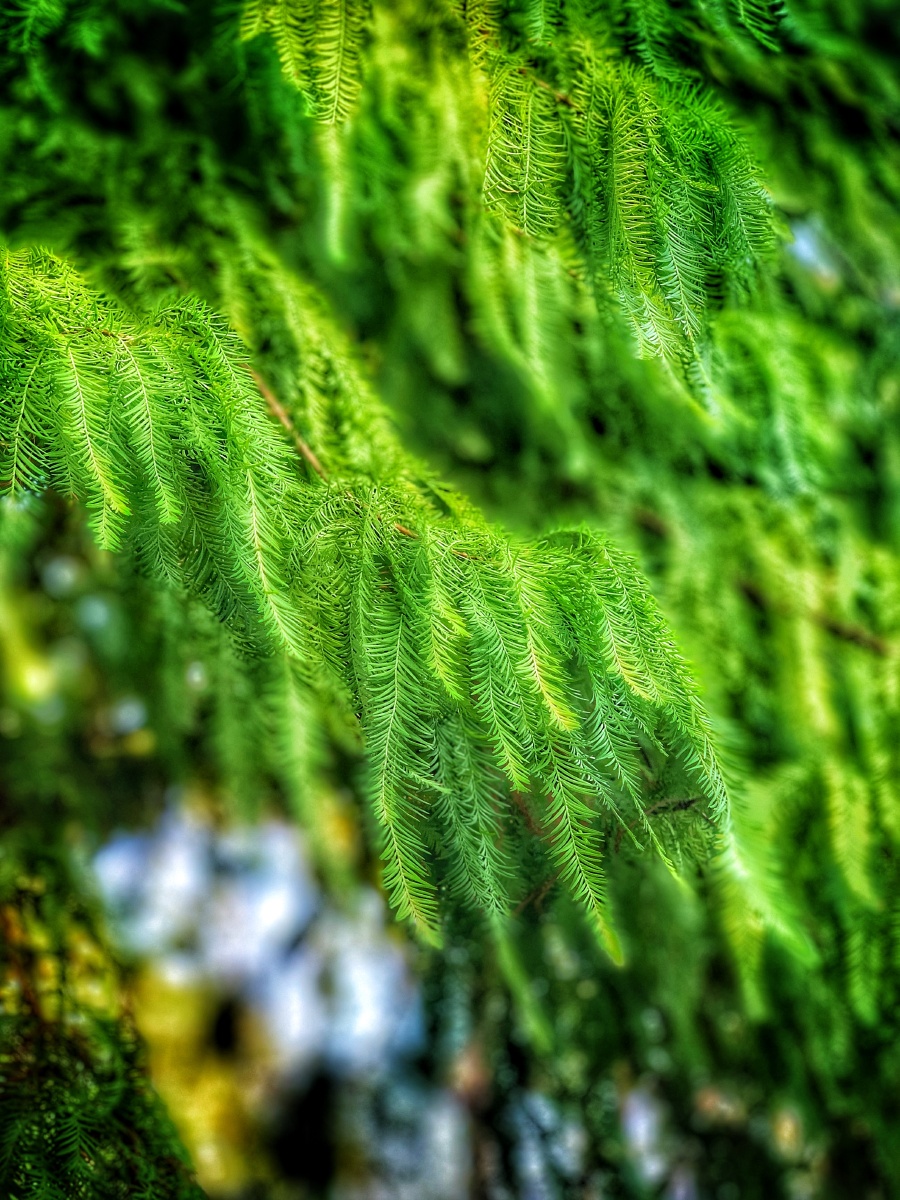 树,杉树,绿,叶,羽毛,清新,冬,秋,翠