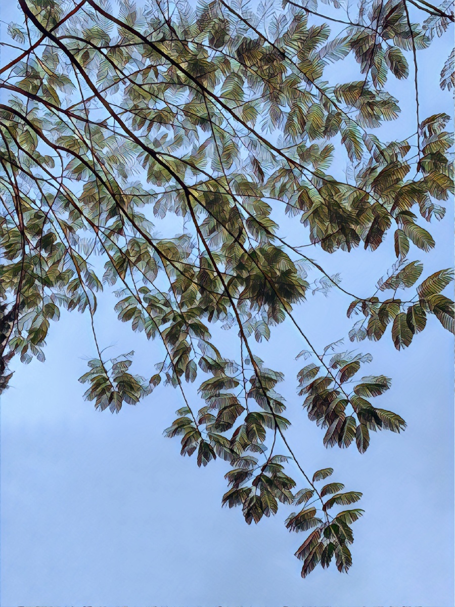 凤凰树叶子羽毛般轻盈