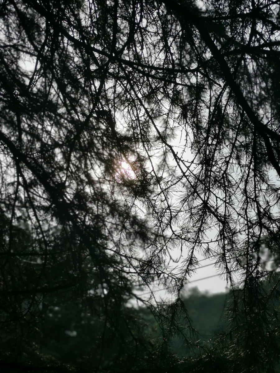 静谧午后,树影婆娑