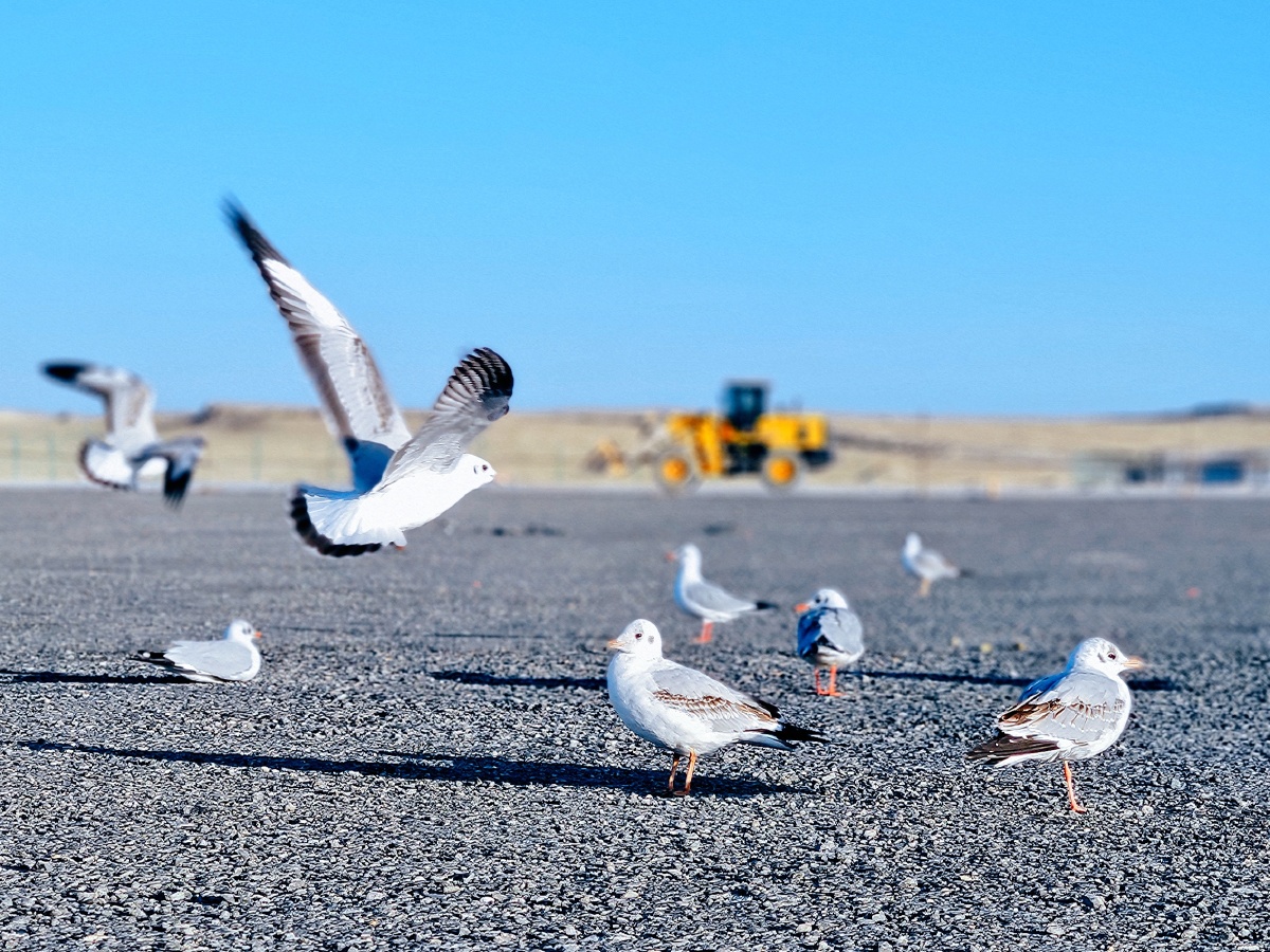 手机抓拍水上雅丹海鸥