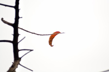 DSC_1638_824