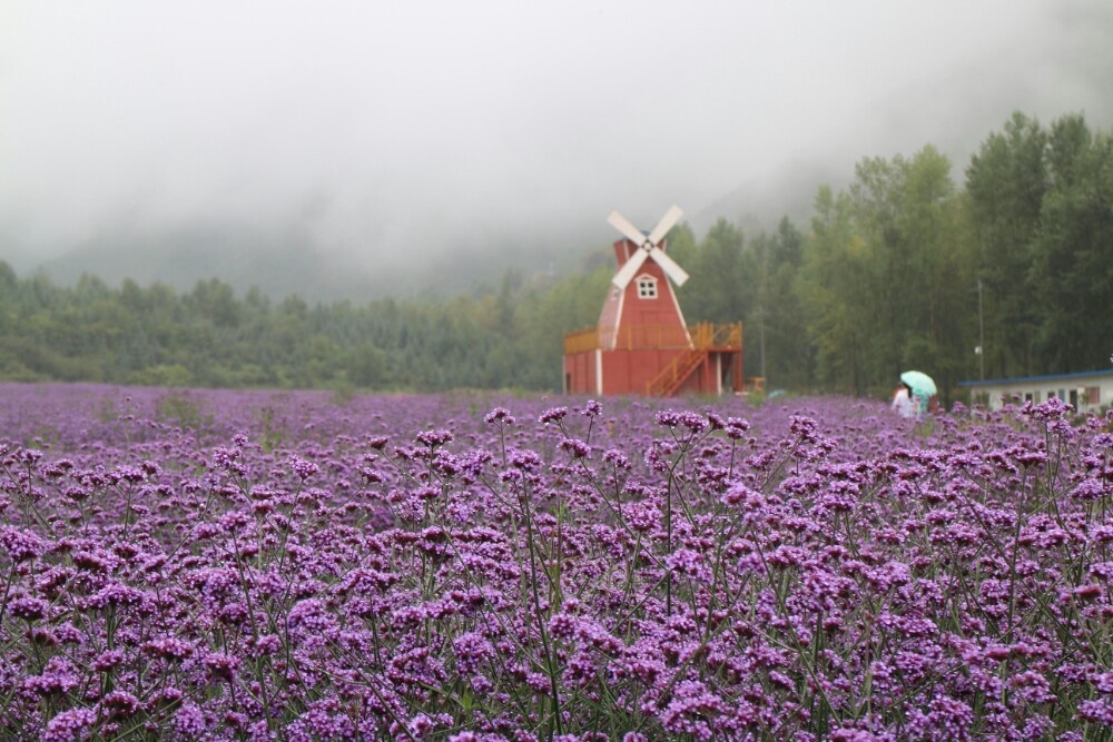 本地最美的花海海东市民和区七里寺景区