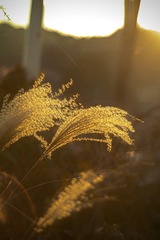 62EBB519-3E1B-47F6-8052-A586BDDD1BE4/L0/001