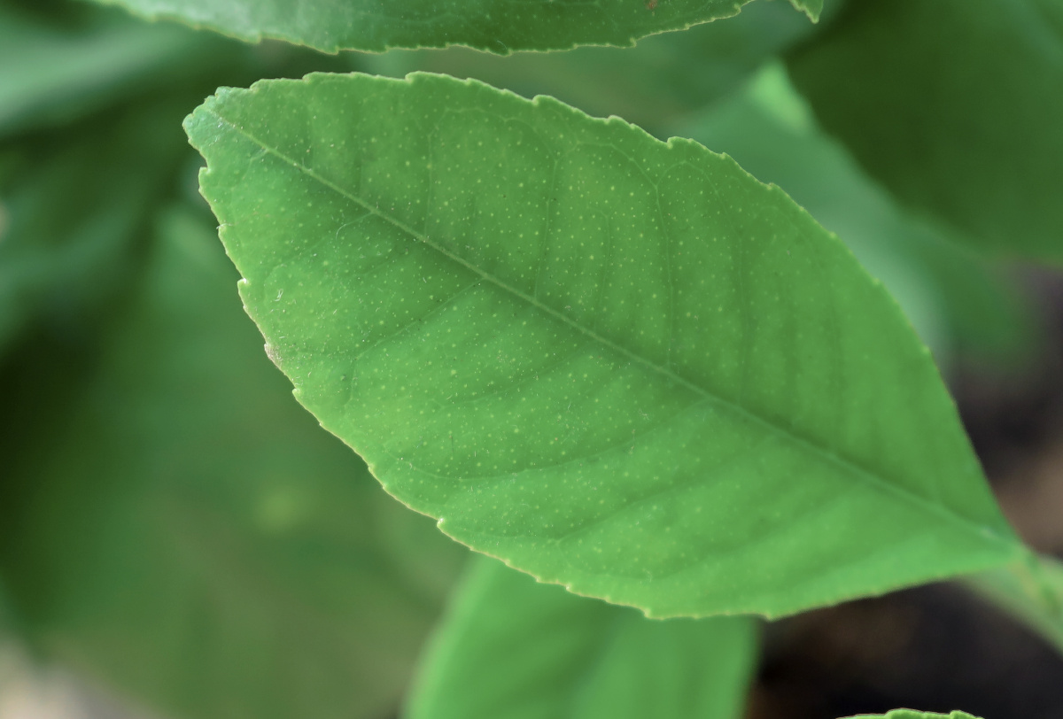 绿意盎然,生机勃勃,恰露珠洒落,晶莹剔透. - 清雅2021 - 图虫