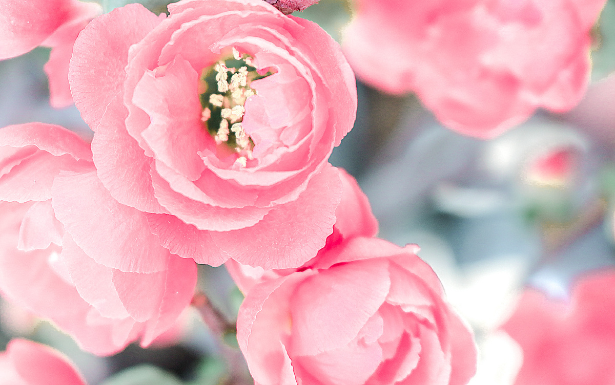 粉色海棠花清新而且脱俗