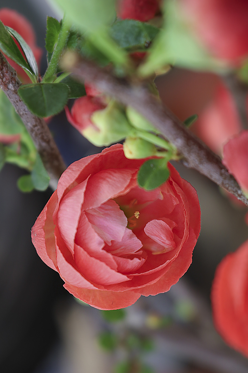 繁花似锦,只取一朵赏.已然千姿百态,娇媚动人. - 清雅2021 - 图虫