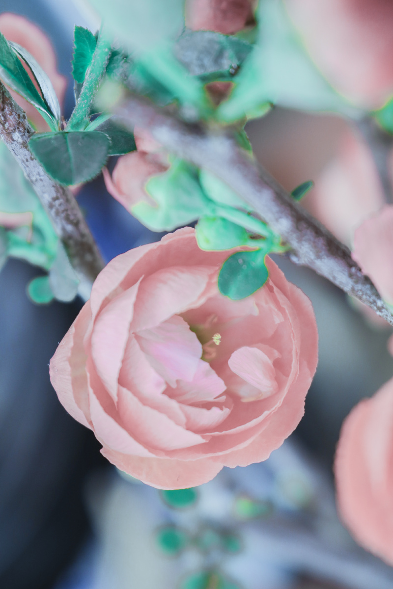 《粉色海棠花》,清新而且脱俗. - 清雅2021 - 图虫