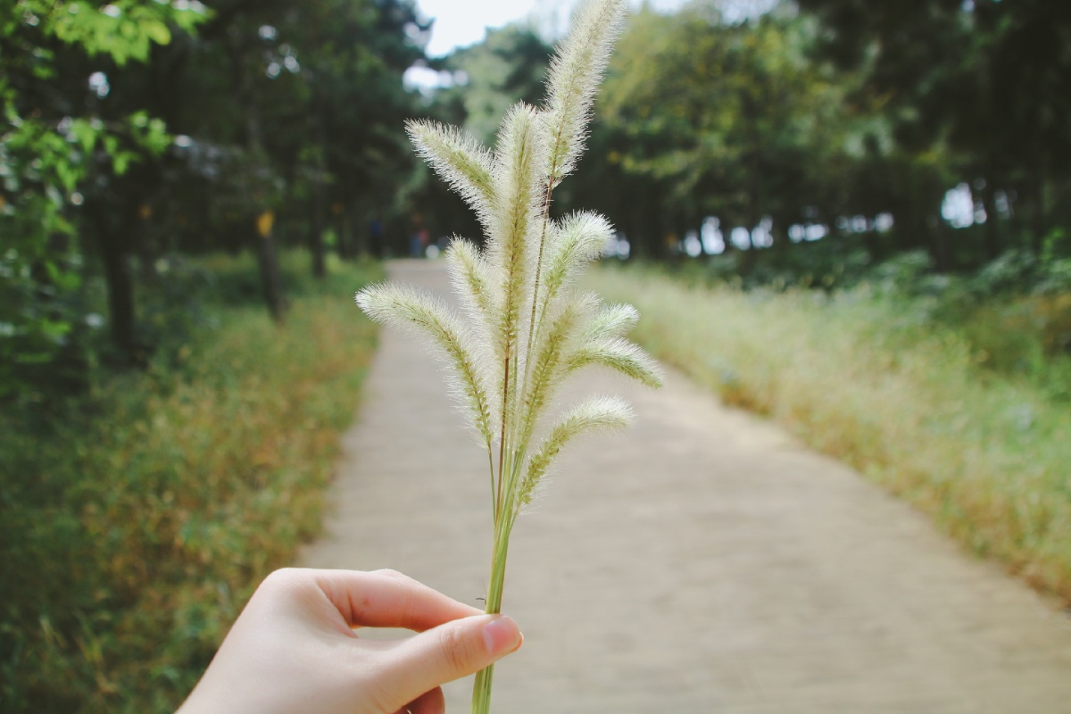 送你一束狗尾巴草