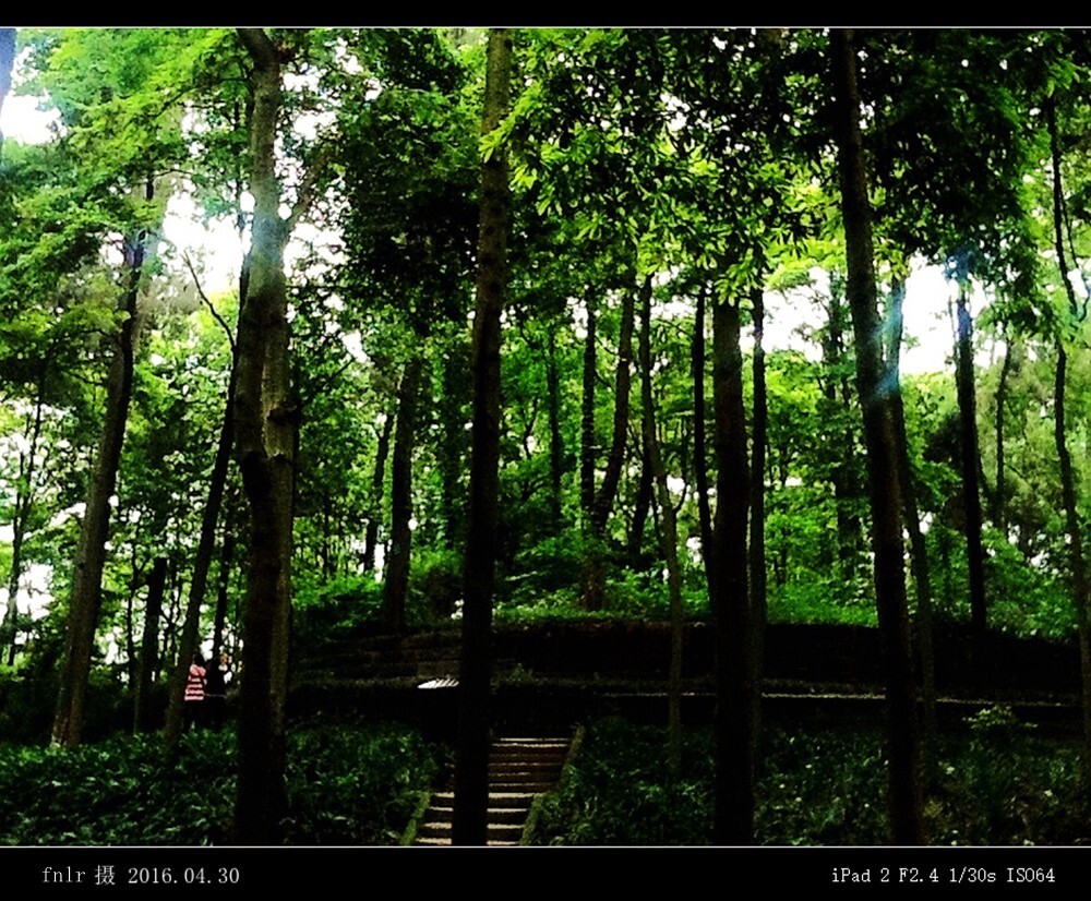 PDWC-11望帝陵林森森