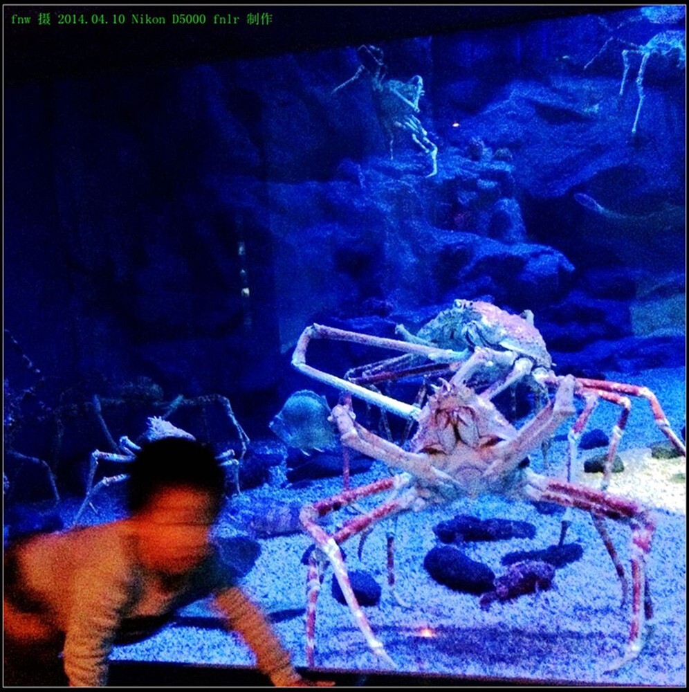 RBdb-05大阪海洋馆参观海洋生物:从环太平洋火山地带的10个海域引进丰富的自然海生环境和海洋生物,海洋生物展示在15个水槽中,每个水槽代表环太平洋的一个海域。