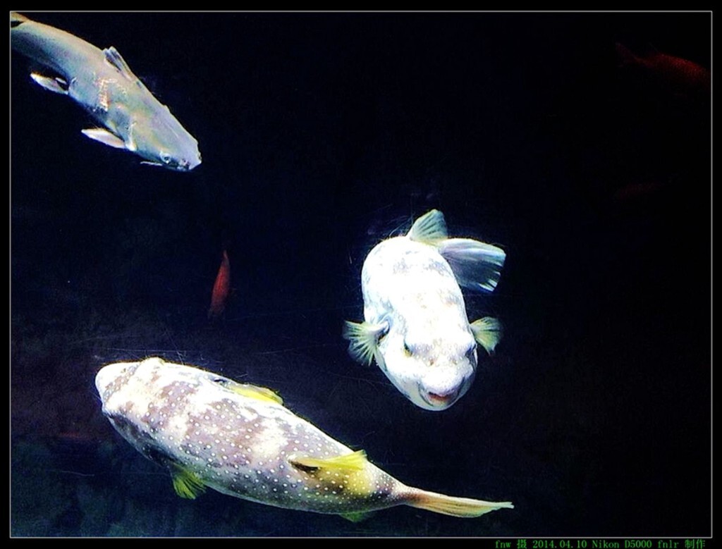 RBdb-07大阪海洋馆参观海洋生物:位于海洋馆中心位置、深9米的巨大水槽代表太平洋的海洋生态,里面生活着一只巨大金背鲨,是整个海洋馆中最最引人注目的地方。