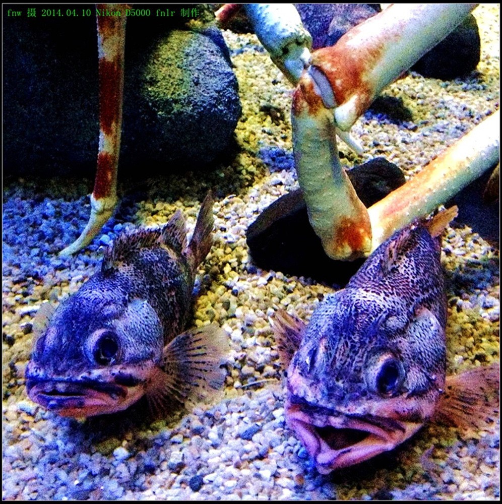 RBdb-08大阪海洋馆参观海洋生物