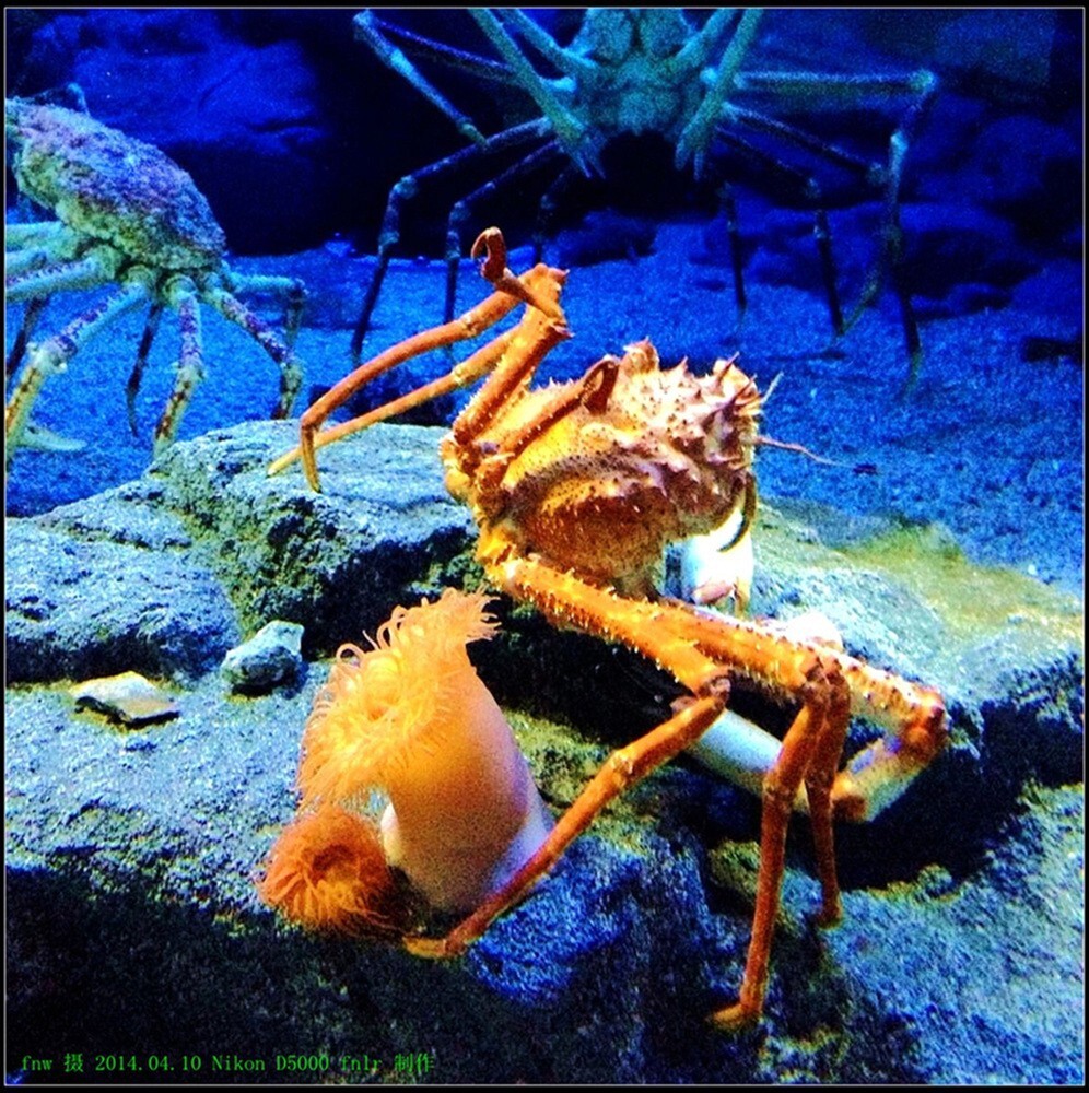 RBdb-09大阪海洋馆参观海洋生物